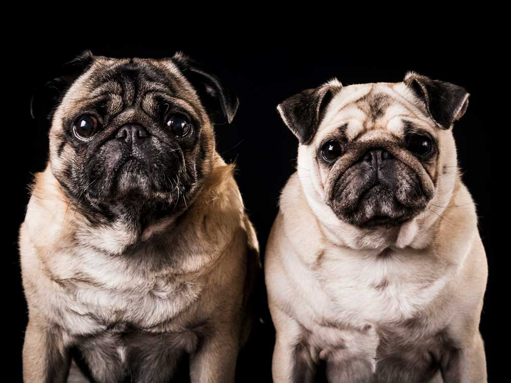 two pugs posing for pet portraits in Chesterfield Photography Studio