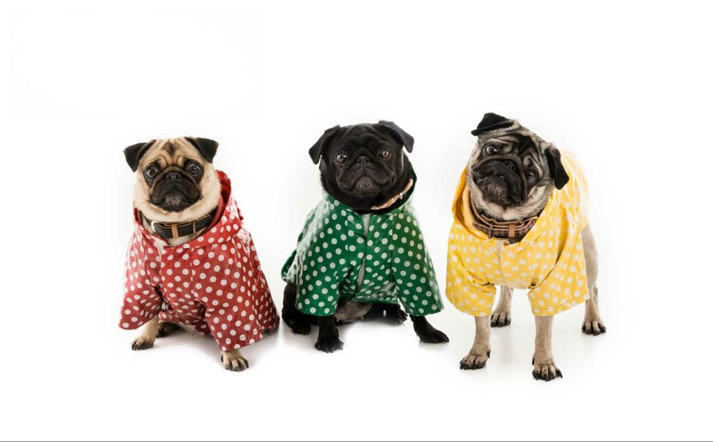 Three cute pugs in a row with coloured rain coats on posing for pet photography
