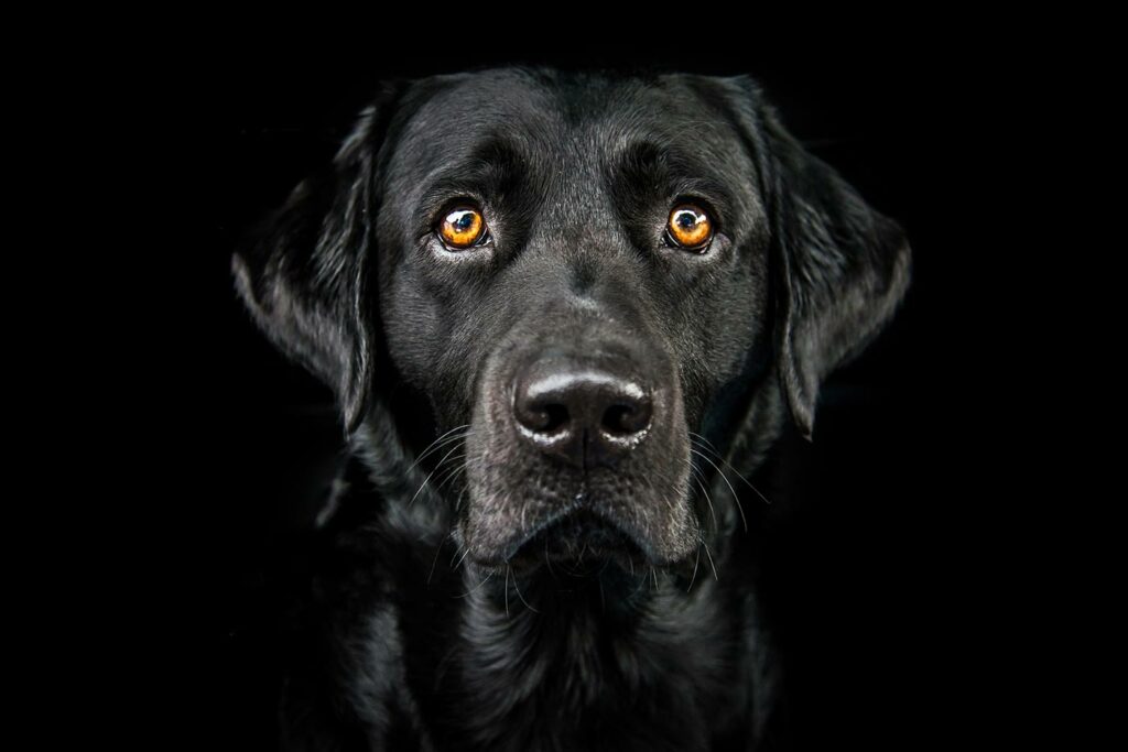Black dog pet portrait photography