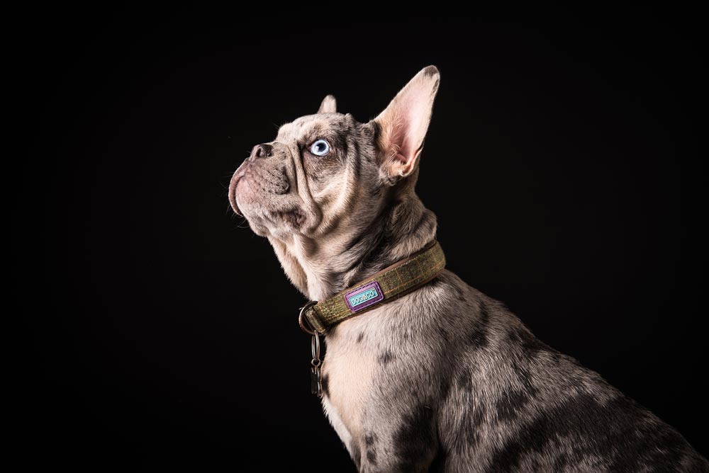 cute dog looking up at a pet portrait photography session