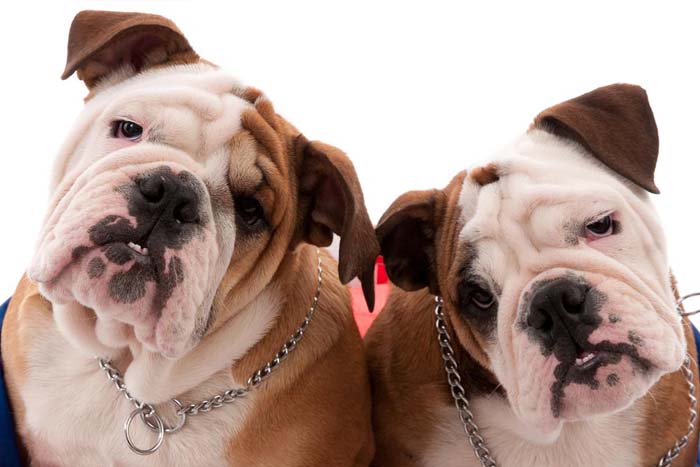 2two bull dogs side by side posing for a pet portrait photoshoot