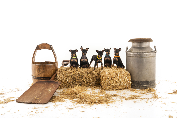 5 puppies on hay bails with a basket and milk churn at a pet photography studio