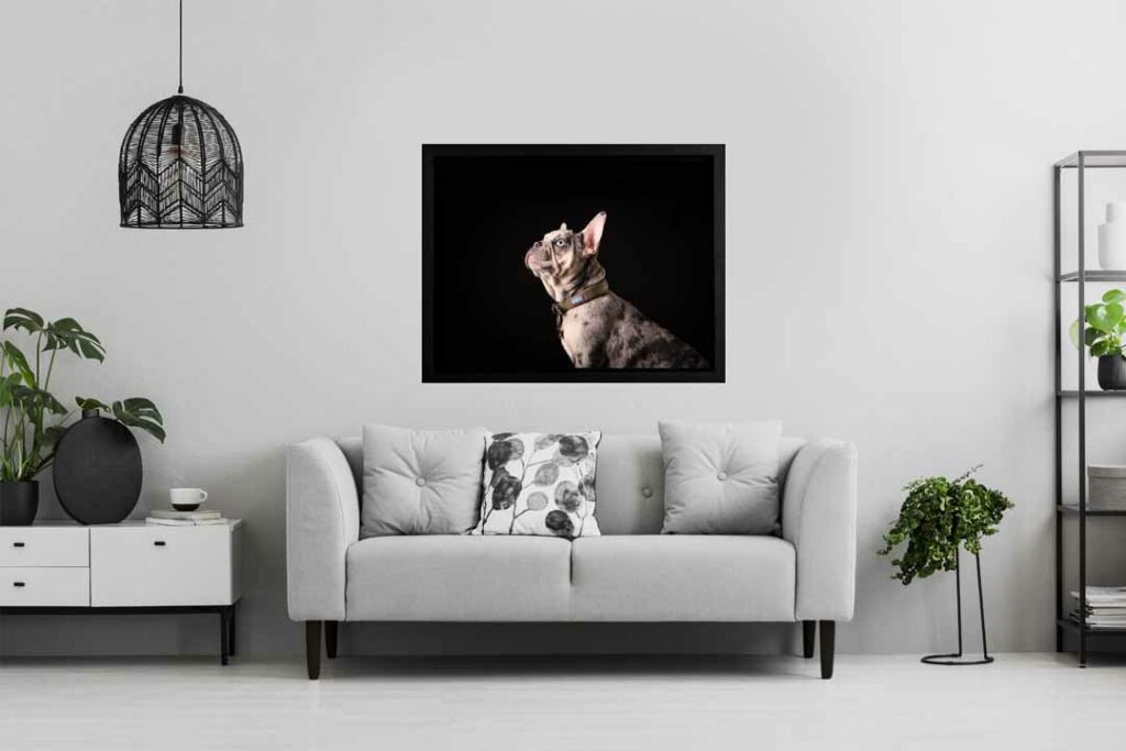 Framed Canvas Print of a family dog set in a lounge room setting